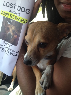 Safe Chihuahua in Houston, TX US