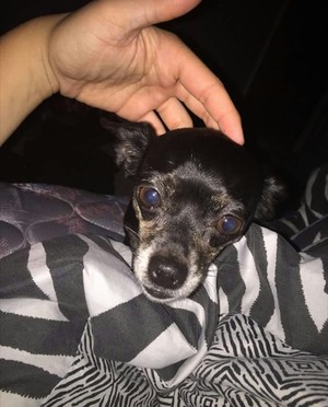Safe Chihuahua in Murrieta, CA US