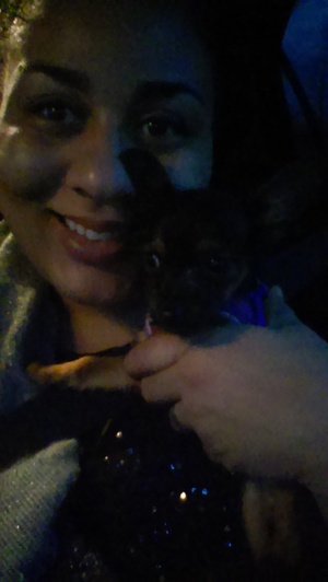 Safe Chihuahua in Wixom, MI US