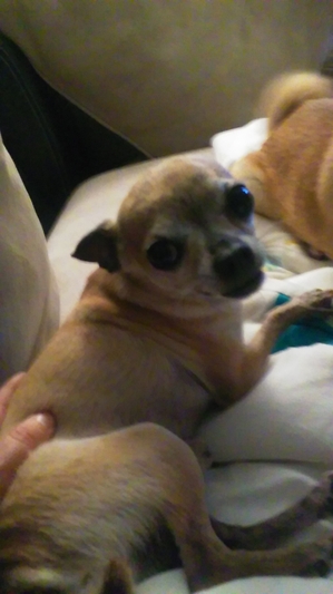Safe Chihuahua in Channelview, TX