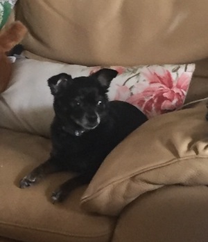 Safe Chihuahua in Sarasota, FL