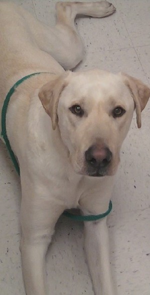 Safe Labrador Retriever in Alexandria, VA US
