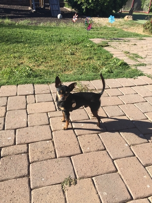 Safe Chihuahua in Goodyear, AZ