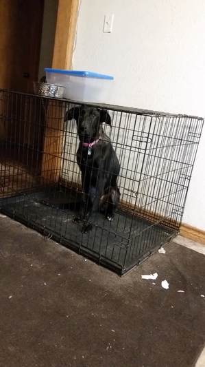 Safe Labrador Retriever in Henderson, TX