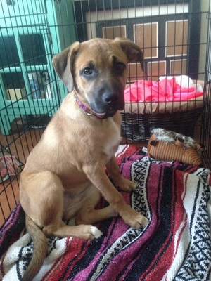 Safe Black Mouth Cur in Lewisberry, PA US