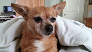 Safe Chihuahua in Menifee, CA