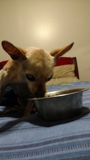 Safe Chihuahua in Calipatria, CA US