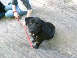 Safe Labrador Retriever in Glen Arm, MD US