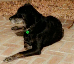 Safe Labrador Retriever in Las Vegas, NV