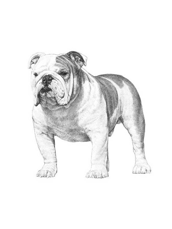 Safe English Bulldog in Perry, OH