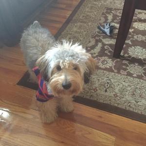 Safe Yorkshire Terrier in Paterson, NJ