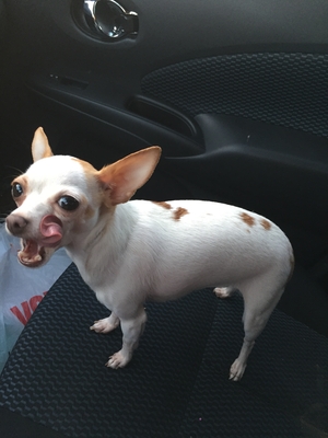 Safe Chihuahua in Oxnard, CA