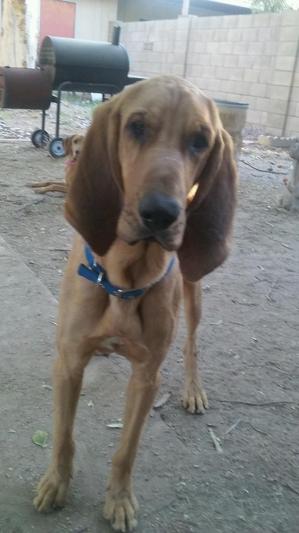 Safe Bloodhound in Tempe, AZ