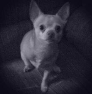 Safe Chihuahua in Las Cruces, NM