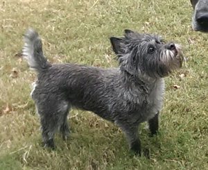 Safe Cairn Terrier in Bethany, OK