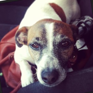 Safe Jack Russell Terrier in Chino, CA