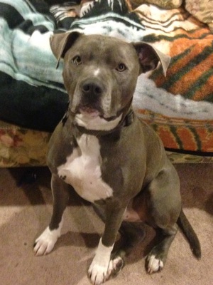 Safe Pit Bull in Issaquah, WA US