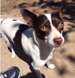 Safe Chihuahua in Pico Rivera, CA