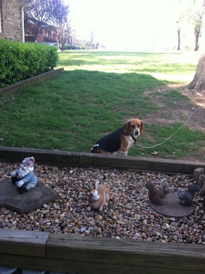 Safe Beagle in Hendersonville, TN