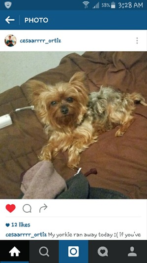 Safe Yorkshire Terrier in West Covina, CA