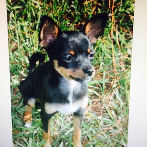 Safe Chihuahua in Wesley Chapel, FL