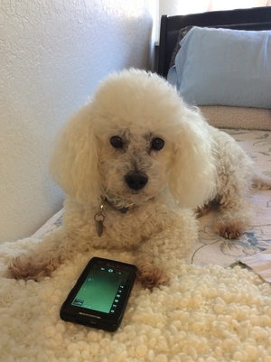Safe Poodle in Anaheim, CA