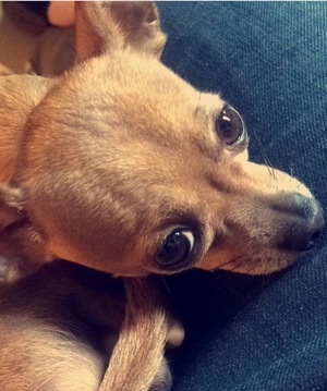 Safe Chihuahua in Wantagh, NY