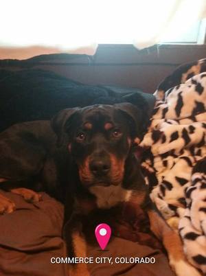 Safe Rottweiler in Commerce City, CO