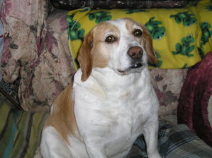 Safe Beagle in Sheridan, WY