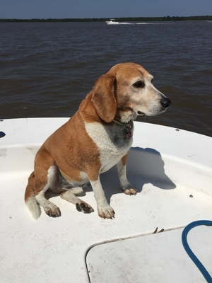 Safe Beagle in Richmond, VA