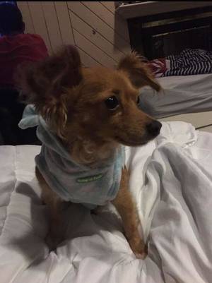 Safe Chihuahua in Merrick, NY US