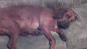 Safe Redbone Coonhound in Whiteford, MD