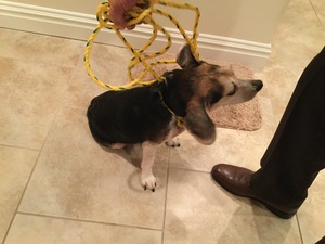 Safe Beagle in Rhinebeck, NY