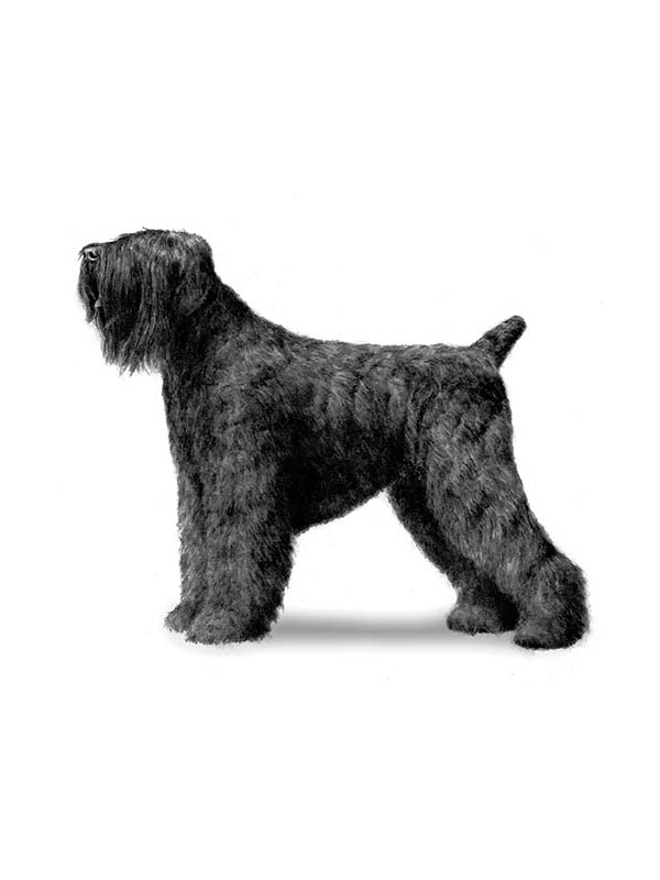 Safe Black Russian Terrier in Silver Spring, MD