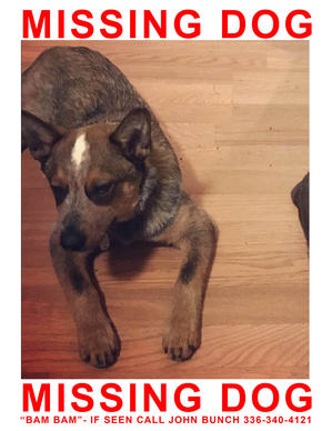 Safe Australian Cattle Dog in Raleigh, NC