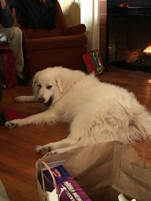 Safe Great Pyrenees in Portland, OR