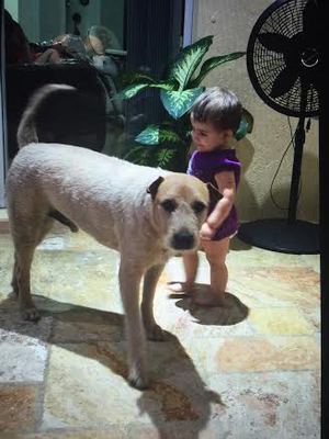 Safe Irish Terrier in Miami, FL