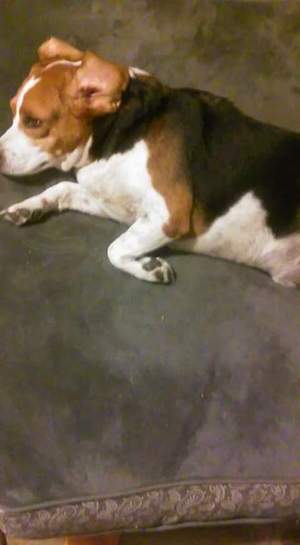 Safe Beagle in Dover, FL