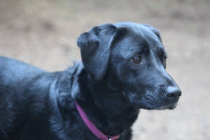 Safe Labrador Retriever in Oakridge, OR
