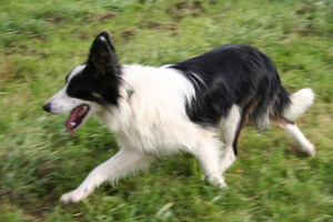 Safe Border Collie in Armonk, NY