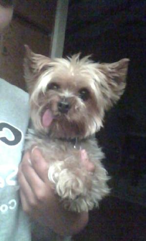 Safe Yorkshire Terrier in Chino Hills, CA