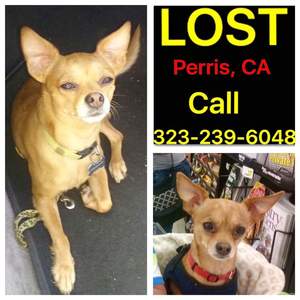 Safe Chihuahua in Perris, CA