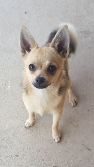 Safe Chihuahua in Fort Worth, TX