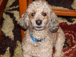 Safe Poodle in Chicago, IL