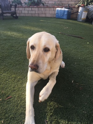Safe Labrador Retriever in Ventura, CA