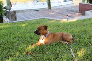 Safe American Staffordshire Terrier in Pompano Beach, FL