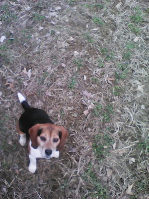 Safe Beagle in Mount Pleasant Mills, PA