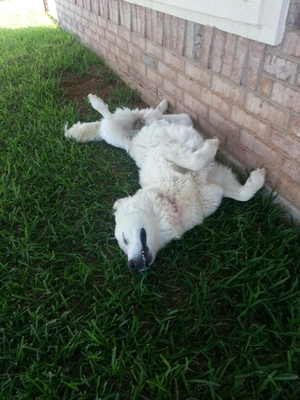 Safe Great Pyrenees in Boyd, TX