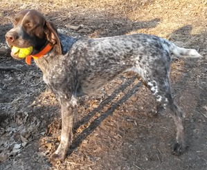 Safe German Shorthaired Pointer in Kansas City, MO