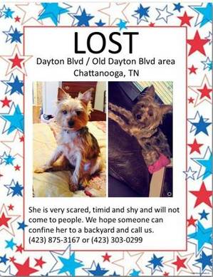 Safe Yorkshire Terrier in Chattanooga, TN